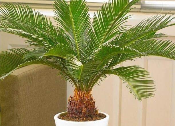 Sago palm plante otravitoare pentru pisici