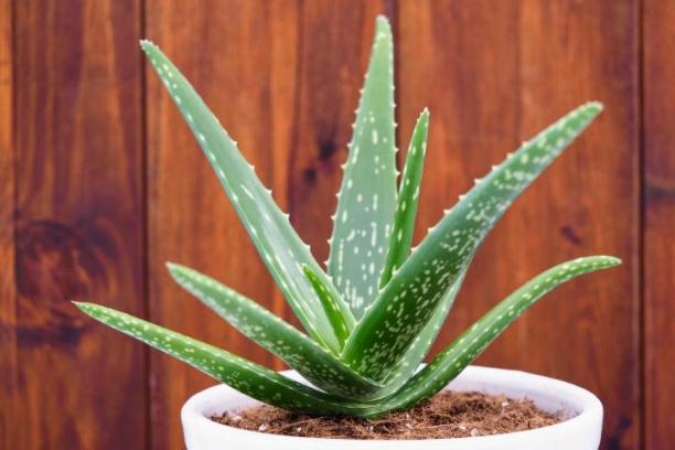 Aloe vera planta otravitoare pentru pisici