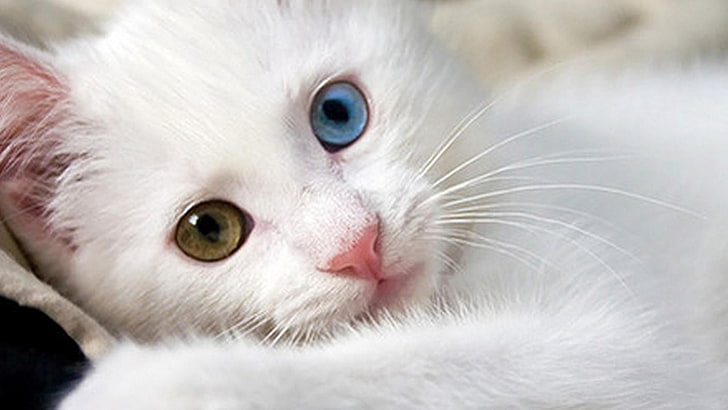 heterocromia la pisici
